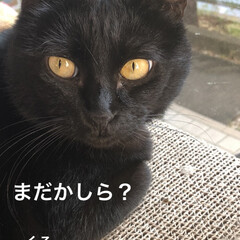猫/めん/黒猫/にこ/くろ 日向ぼっこを楽しむくろとめん😸😺
撫でる…(3枚目)