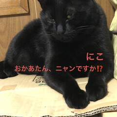 晩ご飯/にこ/くろ/黒猫 こんばんはです。
今日も一日お疲れ様です…(4枚目)