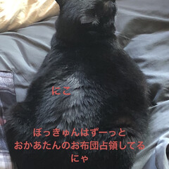 猫飼いのしあわせ/癒し/くろ/にこ/黒猫/めん/... 良いお天気の中、落ち着いて寝てる猫さまた…(3枚目)