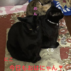 空/猫飼いのしあわせ/癒し/猫/めん/黒猫/... おはようございます❣️
いいお天気❣️だ…(2枚目)