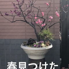 帽子コーデ/お花/空/昼ご飯 風はまだ寒く感じるけど青空です。
お花を…(2枚目)