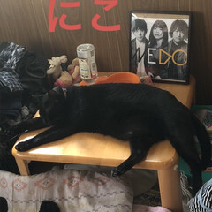 猫飼のしあわせ/癒し/黒猫/くろ/にこ/親子/... いつもにこが寝てる衣装ケースの上にくろが…(2枚目)