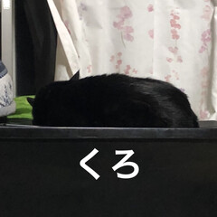 猫飼のしあわせ/癒し/黒猫/くろ/にこ/親子/... いつもにこが寝てる衣装ケースの上にくろが…(1枚目)