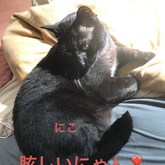 猫/めん/くろ/黒猫/にこ/癒し/... 今日は良いお天気でしたね。
うちの猫さま…(3枚目)
