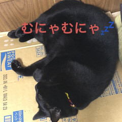 めん/猫/にこ/くろ/黒猫 こんばんはです。今日も一日お疲れ様です。…(5枚目)