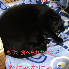 晩ご飯/猫飼いのしあわせ/癒し/猫/めん/黒猫/... 今日も1日お疲れ様です。我が家は絶賛残り…(3枚目)