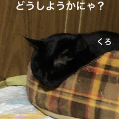 黒猫/にこ/くろ/猫/めん こんばんはです。
今日も一日お疲れ様です…(3枚目)
