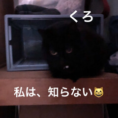 運動会/朝ご飯/黒猫/にこ/くろ/猫/... 朝から我が家は台風のようです。
私が動く…(2枚目)