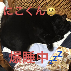 晩ご飯/猫/めん/にこ/くろ/黒猫/... 今日も一日お疲れ様です。今日は比較的体調…(2枚目)