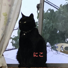 にこ/くろ/黒猫/めん/猫 おはようございます☀
昨日の猫さま大集合…(6枚目)