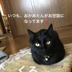 くろ/にこ/黒猫/癒し/猫飼のしあわせ/おうちごはん/... ごろごろしてるといつのまにか隣にいたくろ…