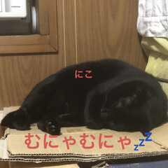 晩ご飯/猫/めん/黒猫/くろ/にこ こんばんはです。
今日も一日お疲れ様です…(10枚目)