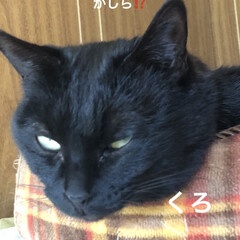 にこ/くろ/黒猫/猫飼いのしあわせ/癒し/猫/... 今日は本当に良いお天気。
ちょっと奈良ま…(3枚目)