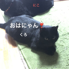 空/くろ/にこ/黒猫/めん/猫 おはようございます☁️
今朝も猫たちは元…(2枚目)