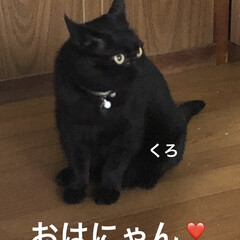 空/朝ご飯/黒猫/くろ/にこ/猫/... おはようございます😊
お日様見れました❣…(2枚目)