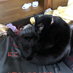 猫飼いのしあわせ/癒し/黒猫/にこ/くろ/猫/... こんばんはです。
今日はお片付けに猫たち…(6枚目)