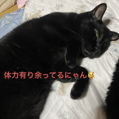 「おっとりとした黒猫親子は毛繕いしあって仲…」(4枚目)