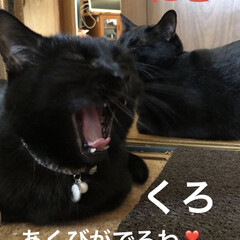 猫飼いのしあわせ/癒し/黒猫/にこ/くろ/猫 今日も一日お疲れ様です。
秋ですねー💕子…(5枚目)