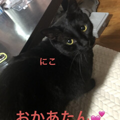 お昼ご飯/猫/めん/にこ/くろ/黒猫 こんにちは。雨の一日☔️おうちでまったり…(6枚目)