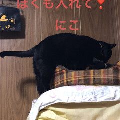 黒猫/にこ/くろ/猫/めん/癒し/... めんが唸るからにこは座布団タワーのふもと…(2枚目)