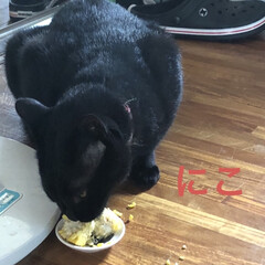 猫/めん/黒猫/くろ/にこ/癒し/... 買い物から帰り遅めのお昼ご飯を私たちが食…