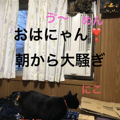 運動会/朝ご飯/黒猫/にこ/くろ/猫/... 朝から我が家は台風のようです。
私が動く…(1枚目)