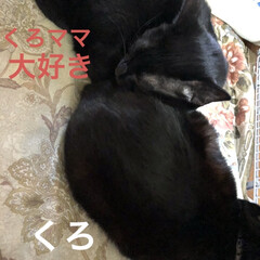 空/猫飼いのしあわせ/癒し/猫/めん/黒猫/... おはようございます。
朝の寒さは変わりま…(3枚目)