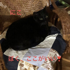 晩ご飯/黒猫/くろ/にこ/めん/猫 ボリューム満点晩ご飯❣️
とりあえず冷蔵…(4枚目)