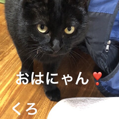 猫/黒猫/めん/にこ/くろ/癒し/... にこはとっても慎重な子。甘えん坊なんだけ…