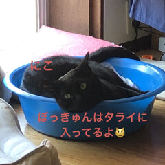 購入品/お昼ご飯/黒猫/くろ/にこ/猫/... 今日は朝からなんかシャワー浴びたくなるほ…(3枚目)
