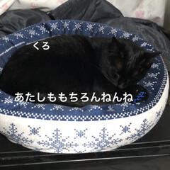 晩ご飯/黒猫/にこ/くろ/猫/めん こんばんはです。
今日も一日お疲れ様でし…(8枚目)