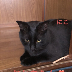 晩ご飯/めん/猫/にこ/黒猫 こんばんはです。
今日も一日お疲れ様です…(7枚目)