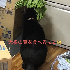 新鮮野菜/空/黒猫/にこ 久しぶりに買い出しへ、行きました。
良い…(5枚目)