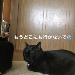 めん/猫/くろ/にこ/黒猫/ランチ/... お昼ごはんは道の駅で買った海苔巻き。
具…(3枚目)