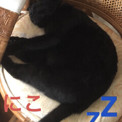 お昼寝/癒し/猫/めん/くろ/黒猫/... 大何回めだろうか🙄のお昼寝タイム💤
走り…(1枚目)