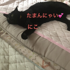 晩ご飯/にこ/くろ/黒猫/めん/猫 こんばんはです。
今日も一日お疲れ様です…(3枚目)