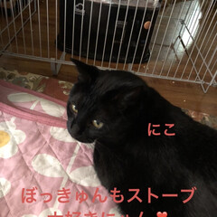 ストーブ大好き/にこ/くろ/黒猫/めん/猫 こんばんはです。今日の我が家の猫さまたち…(6枚目)