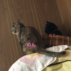 晩ご飯/黒猫/くろ/にこ/猫/めん/... おはようございます☁️
さむ〜い😵そのた…(4枚目)