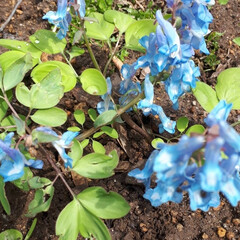 庭の花/タツタソウ/エゾエンゴサク/カタクリ/福寿草/春の野草 うちの庭にも 春の花が咲きました。 
タ…(2枚目)