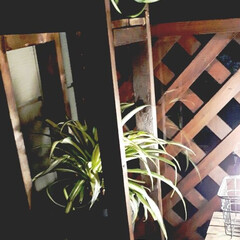 ポトス/オリヅルラン/花台/DIY 花台作りました。玄関フードが狭いので細長…(2枚目)