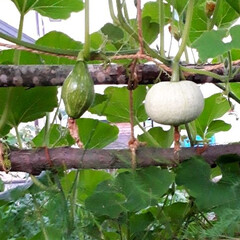 我が家の庭/カボチャ/トウキビ 今朝のお庭です。 ブドウやつる性の植物が…(4枚目)
