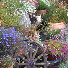 ガウラの花/我が家の庭の花 秋の我が家の庭です。ガウラが満開です。こ…(2枚目)