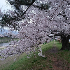京都賀茂川沿い/桜 (2枚目)