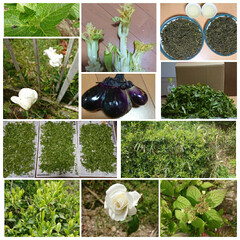 紫陽花/お茶摘み/家庭菜園/バラ GW恒例の「自家製緑茶作り」ここ数年畑の…(1枚目)