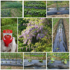 藤の花/家庭菜園 さつまいも🍠、トマト🍅、ナス🍆、きゅうり…
