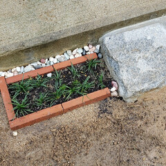 ガーデニング/花壇　庭木　花　植木 玄関先に小さな花壇を作って
リュウノヒゲ…(2枚目)