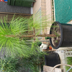 松　植木　庭木　ガーデニング　盆栽 7月にスッキリさせた大王松
3ヵ月で綺麗…(1枚目)