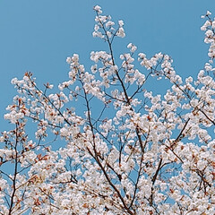山桜 ふーこ山のパトロール🚶🌸
春真っ盛り🌸🌸…(6枚目)