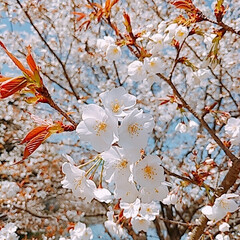 山桜 ふーこ山のパトロール🚶🌸
春真っ盛り🌸🌸…(4枚目)