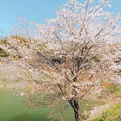 山桜 ふーこ山のパトロール🚶🌸
春真っ盛り🌸🌸…(7枚目)